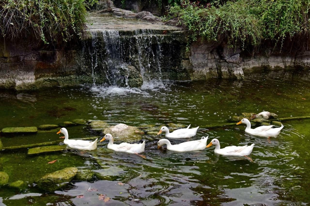 براما سانور بيتش بالي المظهر الخارجي الصورة Ducks at the park